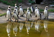 Heute gehen die Fracktr&auml;ger unter die Dusche. K&ouml;rperpflege gilt auch f&uuml;r die 27 Humboldpinguine im Tierpark Berlin.