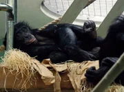 Die Bonobos legen heute einen Faulenzertag ein. Die Bonobos legen heute einen Faulenzertag ein.