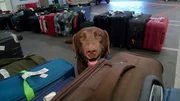 Zoll-Sp&uuml;rhund Greta auf dem Frankfurter Flughafen.