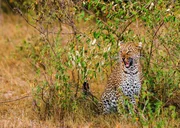 Leoparden sind als einzelg&auml;ngerische J&auml;ger unduldsam gegen&uuml;ber anderen Leoparden.