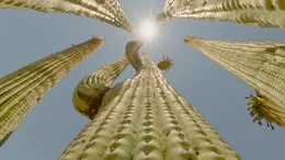 Der Saguaro Kaktus in der Sonoraw&uuml;ste steckt voller Leben.