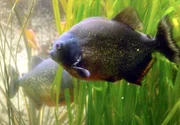 Sind die Piranhas wirklich so gefährliche Tiere wie immer behauptet wird?. Sind die Piranhas wirklich so gefährliche Tiere wie immer behauptet wird?.