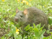 Ratten bedrohen das ganze &Ouml;kosystem auf Montecristo.