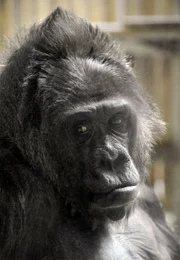 Besuch bei einer alten Dame, Gorillafrau Fatou.