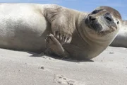 Die Seehunde haben es sich im d&auml;nischen Kattegat gem&uuml;tlich gemacht.