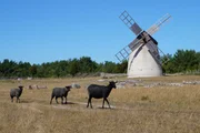 Die robusten und wetterfesten Gotlandschafe sind bestens an das raue Klima auf der Insel angepasst.