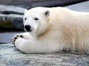 Eisbär Wilbär aus der Wilhelma Stuttgart, mittlerweile ein ausgewachsener Halbstarker. Eisbär Wilbär aus der Wilhelma Stuttgart, mittlerweile ein ausgewachsener Halbstarker.
