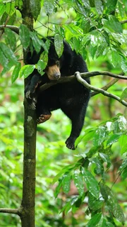 Malaienb&auml;ren (auch Sonnenb&auml;ren genannt) sind nachtaktiv, tags&uuml;ber schlafen sie in den B&auml;umen, rund 2 bis 7 Meter &uuml;ber dem Erdboden. Sandakan, Sabah, Malaysien.