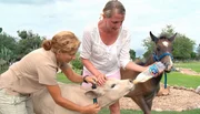 Zwei ungleiche Freunde: Fohlen Hope und K&auml;lbchen Blue haben im Waisenhaus f&uuml;r wilde Tiere zusammengefunden &ndash; und d&uuml;rfen heute gemeinsam spazieren gehen. Hope freut es, doch Blue mag es lieber gem&uuml;tlich ...