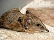 Rüsselspringers Leibspeise: Heimchen. Rüsselspringers Leibspeise: Heimchen.