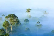 Am fr&uuml;hen Morgen liegt Nebel &uuml;ber dem Regenwald, Borneo