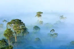 Am fr&uuml;hen Morgen liegt Nebel &uuml;ber dem Regenwald, Borneo