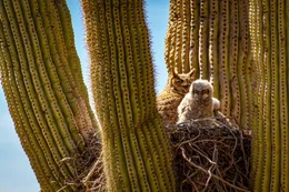 Zwei Virginia-Uhus haben ihr Nest im Hotel aufgeschlagen