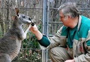 Gerhard Popp kümmert sich um die Zahnschmerzen der Känguru-Damen. Gerhard Popp kümmert sich um die Zahnschmerzen der Känguru-Damen.