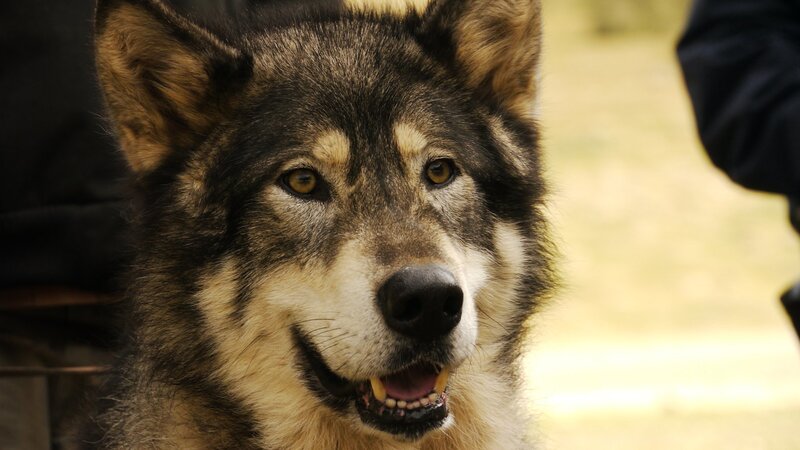 Wolf Town (USA, 2010)
