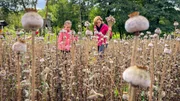 Rosi ist mit Edith bei der Mohnernte: Rosie wohnt im Mohndorf und zeigt, welche Mohnkapseln reif sind und wie sie geerntet werden. Rosi ist mit Edith bei der Mohnernte: Rosie wohnt im Mohndorf und zeigt, welche Mohnkapseln reif sind und wie sie geerntet werden.