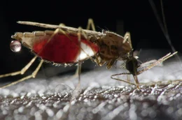 Malaria geh&ouml;rt zu den t&ouml;dlichsten Krankheiten weltweit und stellt eine der gr&ouml;&szlig;ten Herausforderungen in der Geschichte der Immunbiologie dar.