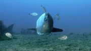 Mondfische lassen sich ihre Haut von Parasiten befreien. Mondfische lassen sich ihre Haut von Parasiten befreien.