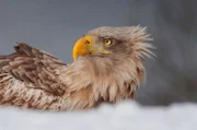 Ein Seeadlerweibchen auf Beutejagd im Winter in Norwegen.