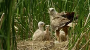 Nur noch selten findet man Nester mit Jungen bei den Rohrweihen.