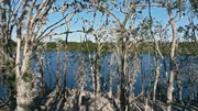 Die Kormoraninsel in Mecklenburg-Vorpommern ist ein Ort, an dem viel f&uuml;r die Seeadler zu holen ist.