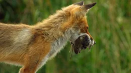 Der Fuchs ist der gr&ouml;&szlig;te Feind der bodenbr&uuml;tenden Wiesenweihen. In guten M&auml;usejahren jedoch verschont er die Wiesenweihenbrut.