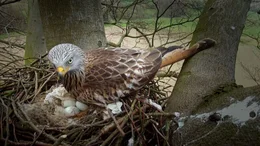 Der Rotmilan ist der M&uuml;llsammler unter den Greifen. Er polstert sein Nest gerne mit alten Zeitungen aus.