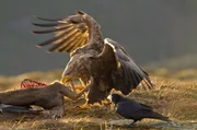 Ein Seeadler an einem totem Reh, beobachtet von Rabe und Nebelkr&auml;he, die auch gerne ihren Anteil haben m&ouml;chten.