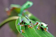 Der Orangenlaubfrosch ist hoch bedroht. Nachzuchten aus dem Zoo Zürich werden nach Karlsruhe gebracht. Der Orangenlaubfrosch ist hoch bedroht. Nachzuchten aus dem Zoo Zürich werden nach Karlsruhe gebracht.