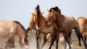 Zwei Przewalski-Pferd Hengste rennen los, mal sehen wer der Schnellere ist.