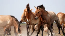 Zwei Przewalski-Pferd Hengste rennen los, mal sehen wer der Schnellere ist.