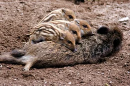 Wildschweine