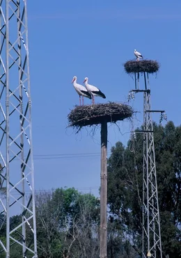 Storchennester auf Masten bei Tarifa an der S&uuml;dspitze Spaniens.
