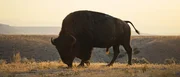 Die Great Plains erstrecken sich von Kanada bis nach Texas und z&auml;hlen zu den eindrucksvollsten Naturlandschaften Nordamerikas. Das UNIVERSUM SPEZIAL zeigt die weiten Ebenen, ihre Tierwelt und die Bem&uuml;hungen, dieses einzigartige Natur- und Kulturerbe zu bewahren.