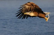 Der warme Golfstrom h&auml;lt die Fjorde Norwegens das ganze Jahr &uuml;ber vom Eis frei. Beste Bedingungen f&uuml;r den jagenden Seeadler.