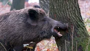 Ob Bache oder Eber - der Wald wird mit eigenen Duftstoffen markiert.