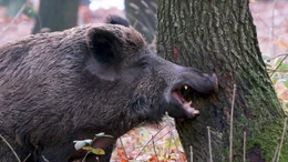 Ob Bache oder Eber - der Wald wird mit eigenen Duftstoffen markiert.