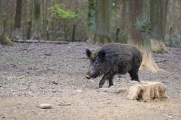 Wildschweine