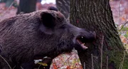 Ob Bache oder Eber - der Wald wird mit eigenen Duftstoffen markiert.