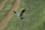 Das Wiesenweihen-M&auml;nnchen hat eine Maus entdeckt.