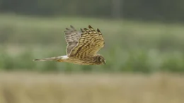 Wiesenweihen-Weibchen beim Suchflug &uuml;ber einem Feld. Wiesenweihen sind Bodenbr&uuml;ter und bauen ihre Nester in Winterweizenfeldern.
