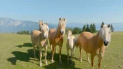 Arnoldstein - Haflinger.