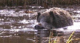 Wildschweine sind gute und ausdauernde Schwimmer.
