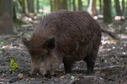Wildschweine