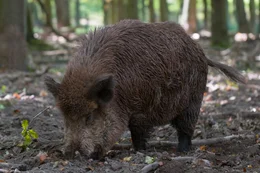 Wildschweine