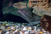 Der Riesensalamander im Zoo Karlsruhe benötigt die Hilfe der Zoo-Docs Der Riesensalamander im Zoo Karlsruhe benötigt die Hilfe der Zoo-Docs
