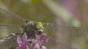 Libelle. Libelle.
