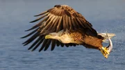 Seeadler sind gute J&auml;ger, mit ihren exzellenten Augen k&ouml;nnen sie Fische unter der Wasseroberfl&auml;che ausmachen und elegant im Flug aus dem Wasser fischen.
