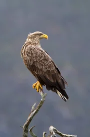 Seeadler auf einem abgestorbenem Bau, dieser dient als Ansitz f&uuml;r den Beutefang.