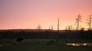Braunb&auml;r im Moor